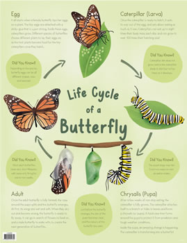 Charts Life Cycle of a Butterfly