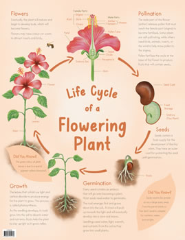 Charts Life Cycle of a Plant